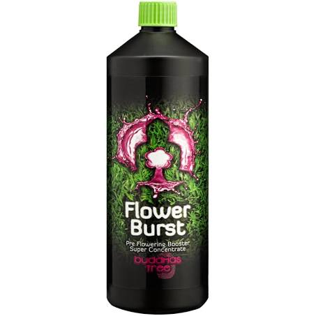 Buddhas tree flower burst 1ltr