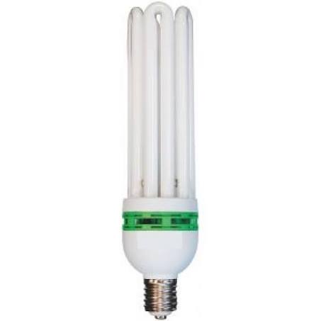 CFL Bulbs