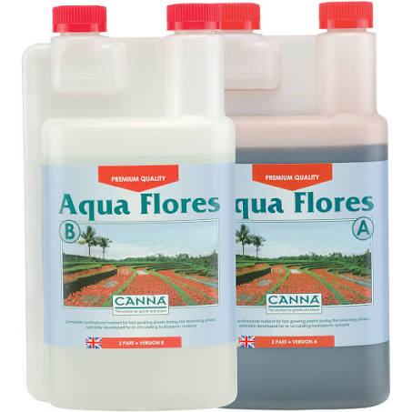 Canna Aqua Flores