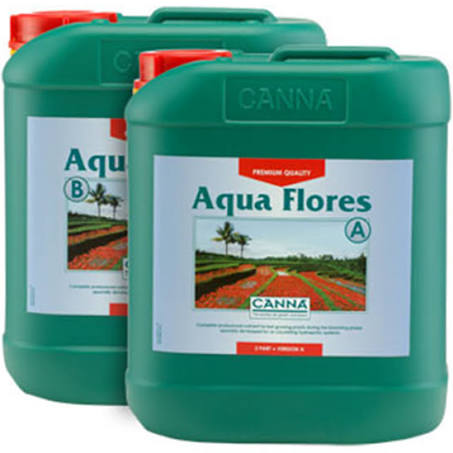 Canna Aqua Flores